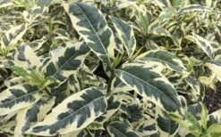 Variegated August Beauty Gardenia - 1 Gallon Pot 9 Variegated August Beauty Gardenia - 1 Gallon Pot -Garden Plants Gardenia Variegated 2 2
