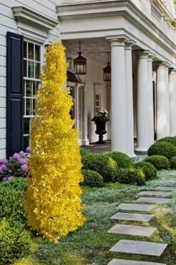 Sky Tower Ginkgo Maidenhair Tree (Male) - 2 Gallon Pot 9 Sky Tower Ginkgo Maidenhair Tree (Male) - 2 Gallon Pot -Garden Plants Ginkgo Sky Tower 1