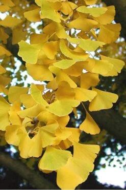 Sky Tower Ginkgo Maidenhair Tree (Male) - 2 Gallon Pot 11 Sky Tower Ginkgo Maidenhair Tree (Male) - 2 Gallon Pot -Garden Plants Ginkgo Sky Tower 2 1