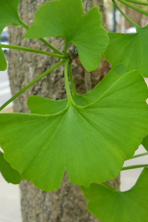 Sky Tower Ginkgo Maidenhair Tree (Male) - 2 Gallon Pot 5 Sky Tower Ginkgo Maidenhair Tree (Male) - 2 Gallon Pot - Image 5