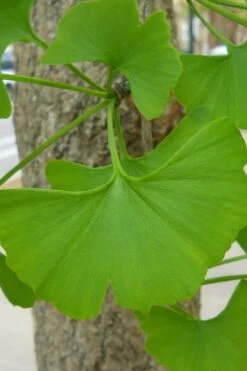 Grindstone Columnar Ginkgo Tree (Male) - 3 Gallon Pot -Garden Plants Ginkgo Tree 11