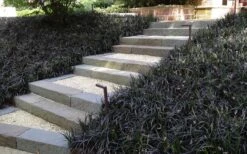 Black Mondo Grass (Ophiopogon Planiscapus 'Nigrescens') - 5 Pack Of Quart Pots -Garden Plants Grass Mondo Black