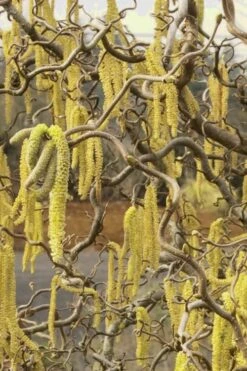 Harry Lauder's Walking Stick - Corylus Avellana 'Contorta' - 7 Gallon Pot -Garden Plants Harry Lauder Walking Stick 11 1