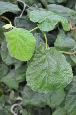Harry Lauder's Walking Stick - Corylus Avellana 'Contorta' - 7 Gallon Pot -Garden Plants Harry Lauder Walking Stick 12 1
