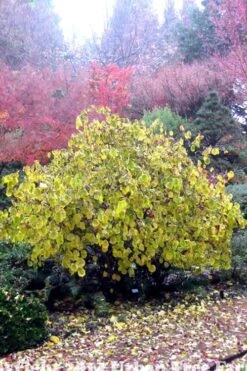 Harry Lauder's Walking Stick - Corylus Avellana 'Contorta' - 7 Gallon Pot -Garden Plants Harry Lauder Walking Stick 15 1