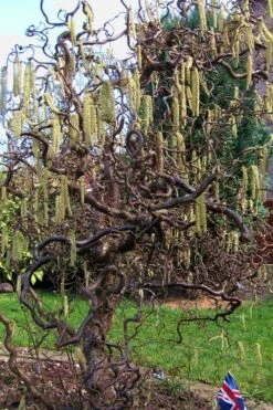 Harry Lauder's Walking Stick - Corylus Avellana 'Contorta' - 7 Gallon Pot -Garden Plants Harry Lauder Walking Stick 16 1