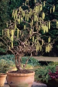 Harry Lauder's Walking Stick - Corylus Avellana 'Contorta' - 5 Gallon Pot