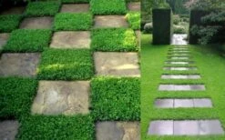 Dwarf Rupturewort Green Carpet - Herniaria Glabra - 5 Pack Of Pint Pots -Garden Plants Herniaria Dwarf Rutpurewort 2