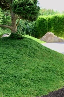 Dwarf Rupturewort Green Carpet - Herniaria Glabra - 5 Pack Of Pint Pots -Garden Plants Herniaria Dwarf Rutpurewort 25