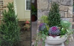 Pyramidal Compacta Japanese Holly - 3 Gallon Pot -Garden Plants Holly Compacta Pyramidal 2