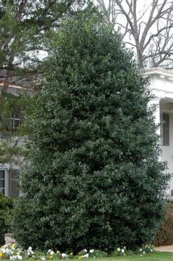 Nellie R. Stevens Holly - 3 Gallon Pot 13 Nellie R. Stevens Holly - 3 Gallon Pot -Garden Plants Holly Nellie Stephens 10