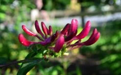 Peaches & Cream Fragrant Honeysuckle - Lonicera Periclymenum - 3 Gallon Pot 11 Peaches & Cream Fragrant Honeysuckle - Lonicera Periclymenum - 3 Gallon Pot -Garden Plants Honeysuckle Peaches And Cream 10