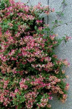 Peaches & Cream Fragrant Honeysuckle - Lonicera Periclymenum - 3 Gallon Pot 13 Peaches & Cream Fragrant Honeysuckle - Lonicera Periclymenum - 3 Gallon Pot -Garden Plants Honeysuckle Peaches And Cream 12