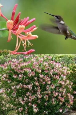 Peaches & Cream Fragrant Honeysuckle - Lonicera Periclymenum - 3 Gallon Pot 10 Peaches & Cream Fragrant Honeysuckle - Lonicera Periclymenum - 3 Gallon Pot -Garden Plants Honeysuckle Peaches And Cream 2 500x750 1