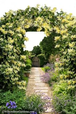 Scentsation Fragrant Yellow Honeysuckle - Lonicera Periclymenum - 1 Gallon Pot -Garden Plants Honeysuckle Scentsation 10