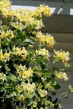 Scentsation Fragrant Yellow Honeysuckle - Lonicera Periclymenum - 1 Gallon Pot -Garden Plants Honeysuckle Scentsation 3