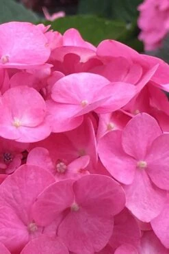 After Midnight Hydrangea - 3 Gallon Pot -Garden Plants Hydrangea After Midnight 1