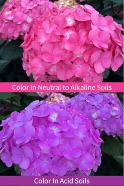 After Midnight Hydrangea - 3 Gallon Pot -Garden Plants Hydrangea After Midnight 6