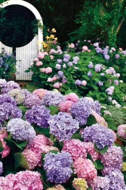 All Summer Beauty Hydrangea - 3 Gallon Pot -Garden Plants Hydrangea All Summer Beauty 2