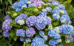 All Summer Beauty Hydrangea - 3 Gallon Pot -Garden Plants Hydrangea All Summer Beauty 4