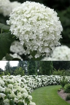 Annabelle Hydrangea - 3 Gallon Pot -Garden Plants Hydrangea Annabelle 1 500x750 1