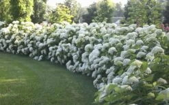 Annabelle Hydrangea - 3 Gallon Pot -Garden Plants Hydrangea Annabelle Hedge 1