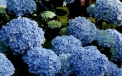 Big Daddy Hydrangea - 2 Gallon Pot -Garden Plants Hydrangea Big Daddy