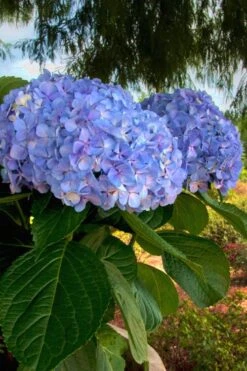 Big Daddy Hydrangea - 2 Gallon Pot -Garden Plants Hydrangea Big Daddy 500x750 1