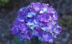 Bloomstruck Endless Summer Hydrangea - 1 Gallon Pot -Garden Plants Hydrangea Bloomstruck Bloom 1