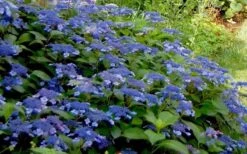 Bluebird Hydrangea - 2 Gallon Pot -Garden Plants Hydrangea Bluebird 3