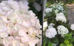Blushing Bride Endless Summer Hydrangea - 3 Gallon Pot -Garden Plants Hydrangea Blushing Bride 1