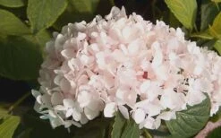Blushing Bride Endless Summer Hydrangea - 3 Gallon Pot -Garden Plants Hydrangea Blushing Bride 2 1