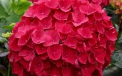 Cardinal Red Hydrangea - 3 Gallon Pot -Garden Plants Hydrangea Cardinal