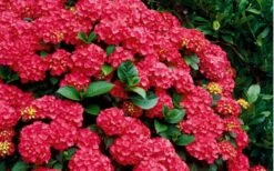 Cardinal Red Hydrangea - 3 Gallon Pot -Garden Plants Hydrangea Cardinal Shrub In Bloom