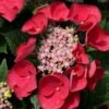 Cherry Explosion Hydrangea - 3 Gallon Pot