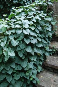 Moonlight Climbing Hydrangea - 5 Gallon Pot -Garden Plants Hydrangea Climbing Moonlight 2 1