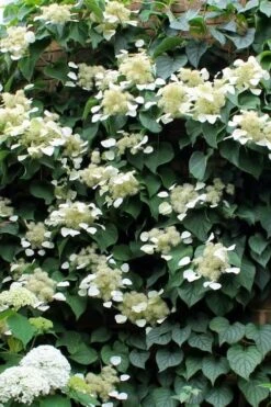 Moonlight Climbing Hydrangea - 2 Gallon Pot -Garden Plants Hydrangea Climbing Moonlight 3 2