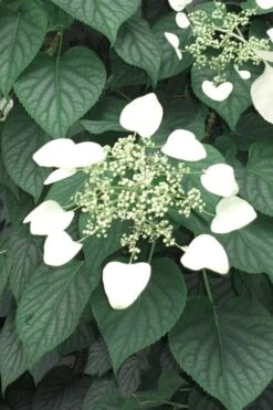 Moonlight Climbing Hydrangea - 2 Gallon Pot -Garden Plants Hydrangea Climbing Moonlight 5 2
