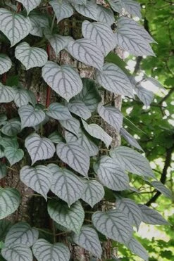 Moonlight Climbing Hydrangea - 1 Gallon Pot -Garden Plants Hydrangea Climbing Moonlight 6