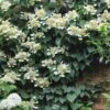 Moonlight Climbing Hydrangea - 2 Gallon Pot