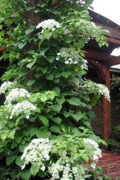 Climbing Hydrangea 'Petiolaris' - 5 Gallon Pot -Garden Plants Hydrangea Climbing Petiolaris 10