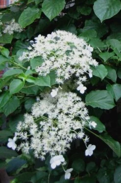 Climbing Hydrangea 'Petiolaris' - 5 Gallon Pot -Garden Plants Hydrangea Climbing Petiolaris 11