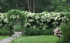 Moonlight Climbing Hydrangea - 1 Gallon Pot -Garden Plants Hydrangea Climbing Petiolaris 16 1