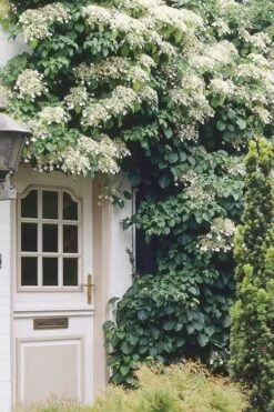 Moonlight Climbing Hydrangea - 1 Gallon Pot -Garden Plants Hydrangea Climbing Petiolaris 17 1