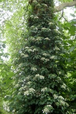 Climbing Hydrangea 'Petiolaris' - 5 Gallon Pot -Garden Plants Hydrangea Climbing Petiolaris 8