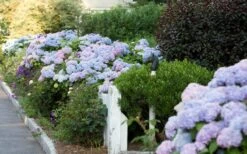 Dear Dolores Hydrangea - 2 Gallon Pot -Garden Plants Hydrangea Dear Dolores Garden Planting