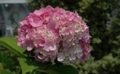 Dear Dolores Hydrangea - 2 Gallon Pot -Garden Plants Hydrangea Dear Dolores Pink