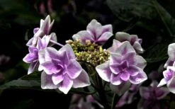 Double Delights Stargazer Hydrangea - 3 Gallon Pot -Garden Plants Hydrangea Double Delights Stargazer 5