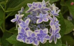 Double Delights Stargazer Hydrangea - 3 Gallon Pot -Garden Plants Hydrangea Double Delights Stargazer 6