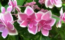 Double Delights Stargazer Hydrangea - 3 Gallon Pot -Garden Plants Hydrangea Double Delights Stargazer 7